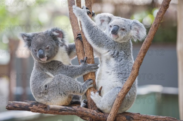 Koalas (Phascolarctos Cinereous), Lone Pine Koala Sanctuary, Brisbane, Queensland, Australia, Oceania