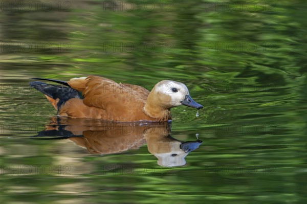 Ruddy shelduck, Brahminy duck (Tadorna ferruginea, Casarca ferruginea) swimming in pond