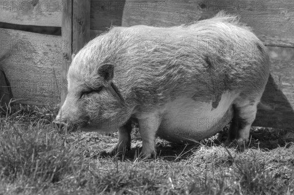 Pot-bellied pig (Sus scrofa domesticus), wildlife park, Bavaria, Germany, Europe