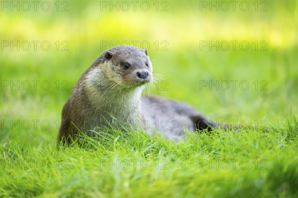 Eurasian otter (Lutra lutra) on a meadow, Hesse, Germany, Europe