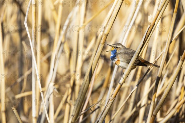 Bluethroat (Luscinia svecica cyanecula) ml Germany