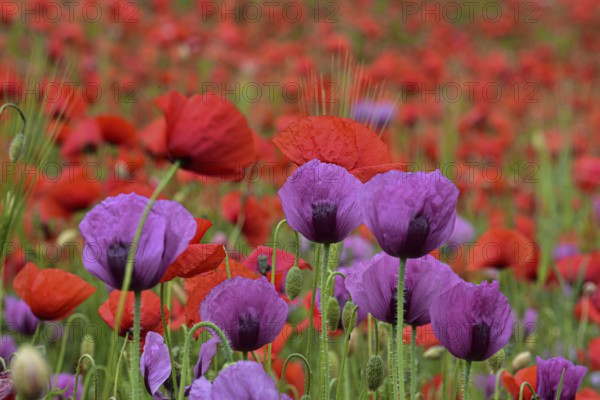 Field with poppies, red poppy (Papaver somniferum) and pink poppy, Bavaria, Germany, Europe