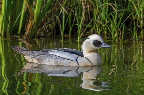 Smew (Mergellus albellus, Mergus albellus) male swimming in pond in spring