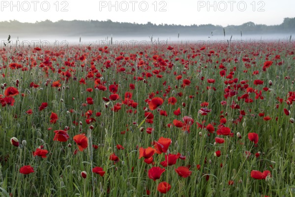 Corn poppy, (Papaver rhoeas), large field in full bloom, Münsterland, North Rhine-Westphalia, Germany, Europe