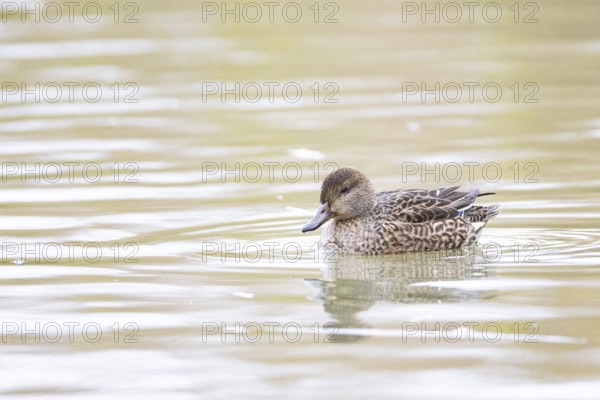 Teal (Anas crecca) wbl Germany