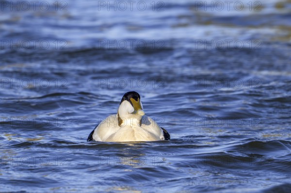 Common eider duck (Somateria mollissima) male, drake in breeding plumage swimming along the North Sea coast in spring
