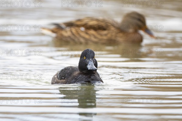Tufted Duck (Aythya fuligula) wbl Germany