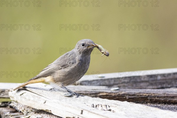 Black redstart (Phoenicurus ochruros) Germany