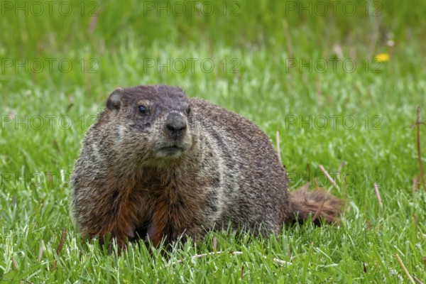 Harrison Township, Michigan - A groundhog on a lawn at Lake St. Clair Metropark