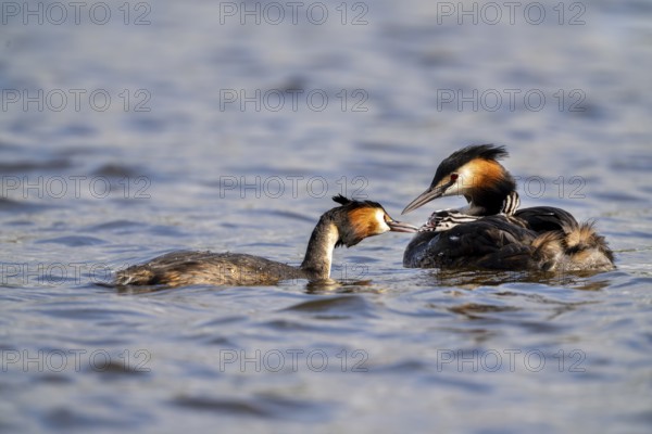 Great Crested Grebe (Podiceps Scalloped ribbonfish), pair, with chicks on their backs during feeding, Vulkaneifel, Rhineland-Palatinate, Germany, Europe