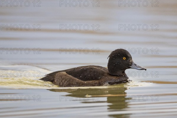 Tufted Duck (Aythya fuligula) wbl Germany