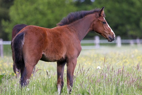 Young horse, foal (Equus ferus caballus) domestic horse, young large horse in a meadow, Schleswig-Holstein, Germany, Europe