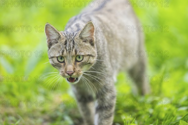 European wildcat (Felis silvestris silvestris), portrait, Hesse, Germany, Europe