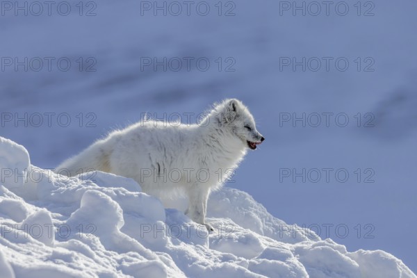Arctic fox, white fox, polar fox (Vulpes lagopus) adult in thick winter coat hunting on snow covered tundra in spring, Svalbard, Spitsbergen