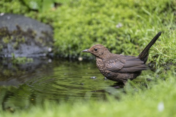 Blackbird (Turdus merula), bathing, Emsland, Lower Saxony, Germany, Europe