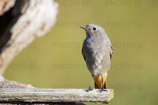 Black redstart (Phoenicurus ochruros) Germany