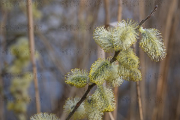 Willow catkins (Salix caprea), Bavaria, Germany, Europe