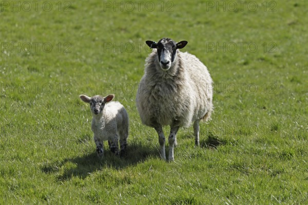 Ewe and lamb on pasture, Chipping Campden, The Cotswolds, England, Great Britain