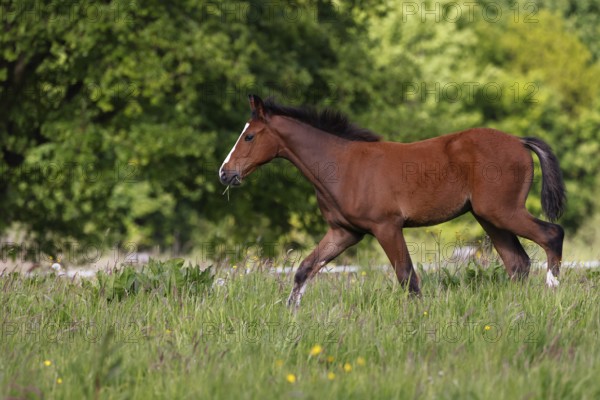 Young horse, foal (Equus ferus caballus) domestic horse, young large horse running across meadow, Schleswig-Holstein, Germany, Europe