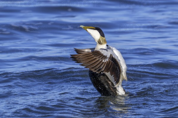 Common eider duck (Somateria mollissima) male, drake in breeding plumage flapping wings along the North Sea coast in spring