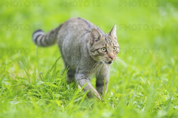 European wildcat (Felis silvestris silvestris) on a meadow, Hesse, Germany, Europe