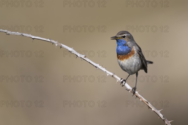 Bluethroat (Luscinia svecica), Texel, Netherlands
