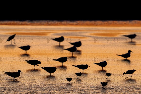Silhouettes of redshanks foraging among colony of black-headed gulls resting in shallow water of saltmarsh along North Sea coast at sunset in spring