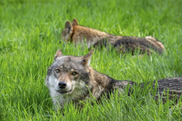 Two Eurasian wolves, European grey wolves (Canis lupus lupus) resting in meadow, grassland