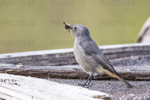 Black redstart (Phoenicurus ochruros) Germany
