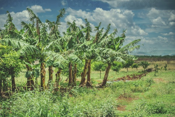 Vibrant Plantain Plantation in Daylight. View of a green plantain orchard in the beautiful countryside