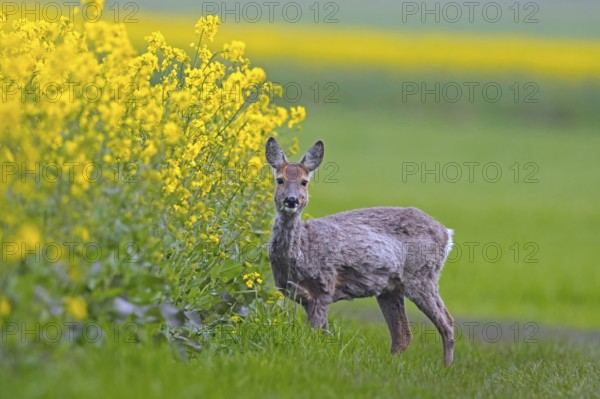 European roe deer (Capreolus capreolus) doe, female foraging in rape field in spring