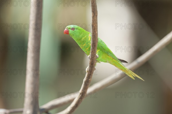 Rainbow Lorikeet (Trichoglossus haematodus) sitting on a twig, Lone Pine Koala Sanctuary, Brisbane, Queensland, Australia, Oceania