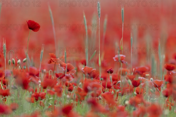 Corn poppy, (Papaver rhoeas), large field in full bloom, Münsterland, North Rhine-Westphalia, Germany, Europe