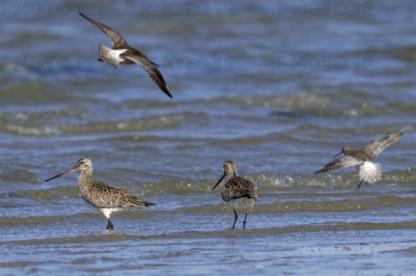 Bar-tailed godwits (Limosa lapponica) foraging in shallow water on beach along the North Sea coast in spring