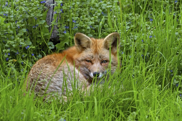 Red fox (Vulpes vulpes) lying curled up in tall grass to rest in meadow, pasture