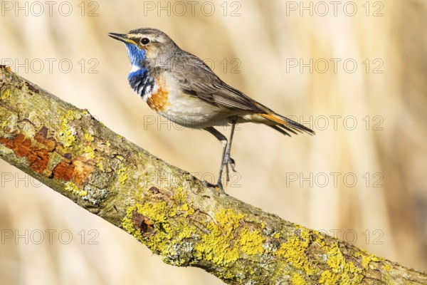 Bluethroat (Luscinia svecica cyanecula) ml Germany