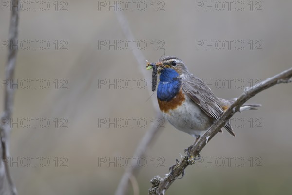 Bluethroat with prey, Texel, Netherlands