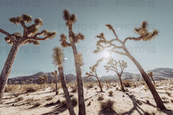 Lunch in Joshua Tree National Park
