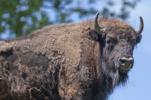 Bison (Bison), game park, Bavaria, Germany, Europe