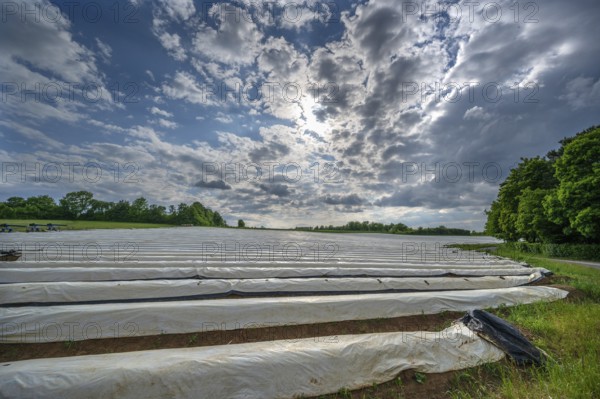 Asparagus field with white covering foil, cloudy sky, Eckental, Middle Franconia, Bavaria, Germany, Europe