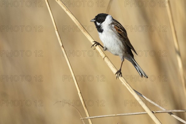 Reed bunting (Emberiza schoeniclus) ml Germany