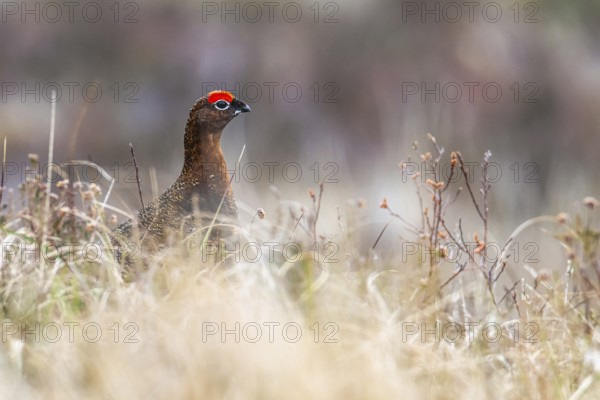 Male of Red Grouse, Lagopus scotica, bird on moors in Scotland