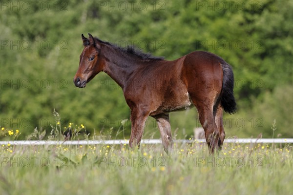 Young horse, foal (Equus ferus caballus) domestic horse, young large horse in a meadow, Schleswig-Holstein, Germany, Europe