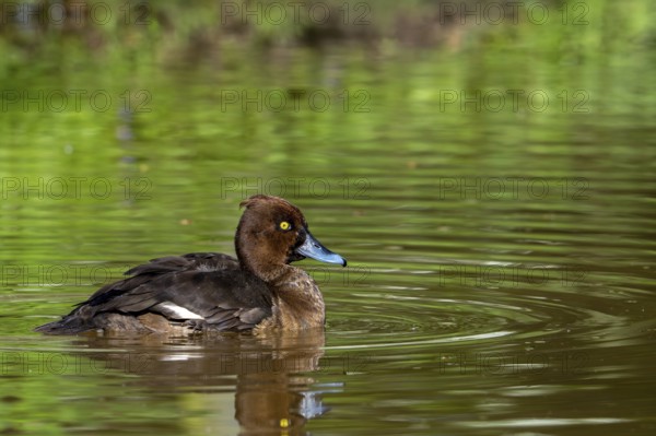 Tufted duck, tufted pochard (Aythya fuligula, Anas fuligula) adult female swimming in pond in spring