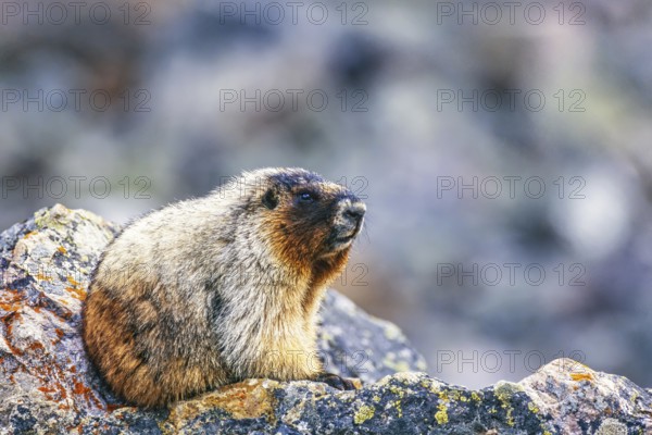 Hoary marmot (Marmota caligata) sitting on a rock, Banff National Park, Canadian rockies, Canada, North America