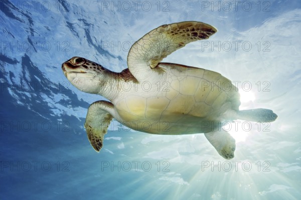 Underwater photo backlit photo of juvenile green turtle (Chelonia mydas) green turtle, East Atlantic, Canary Islands, Spain, Europe
