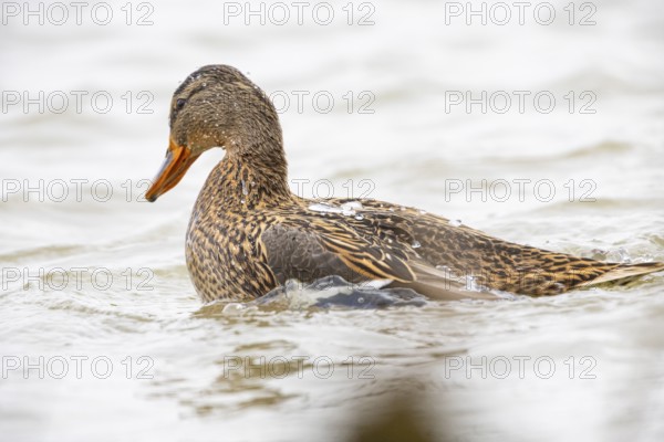 Mallard (Anas platyrhynchos) Germany