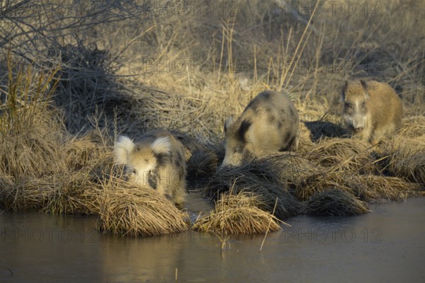 Wild boar (Sus scrofa), crossbreed, domestic pig (Sus scrofa domesticus), riparian forest, ice, Lower Austria