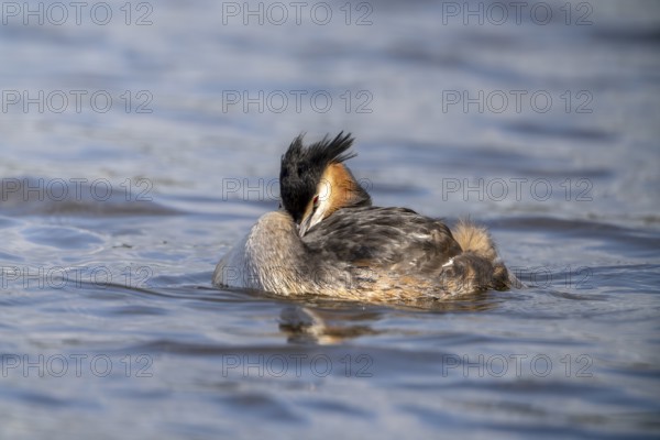 Great Crested Grebe (Podiceps Scalloped ribbonfish), Vulkaneifel, Rhineland-Palatinate, Germany, Europe