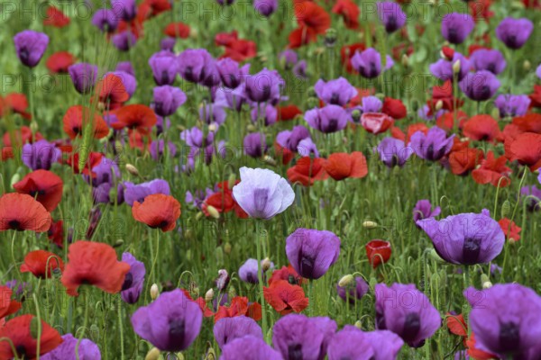 Field with poppies, red poppy (Papaver somniferum) and pink poppy, Bavaria, Germany, Europe